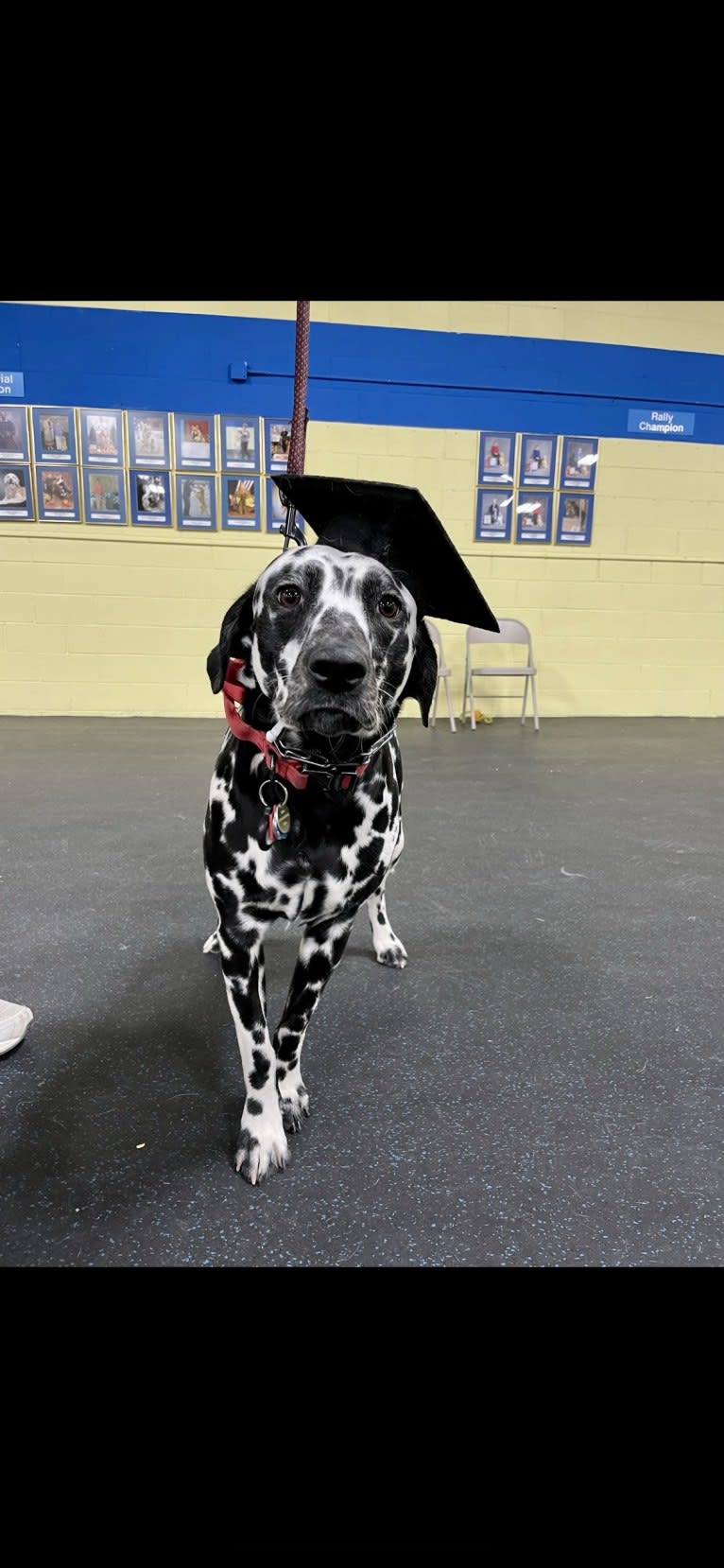 Pepper Mehta, a Dalmatian tested with EmbarkVet.com