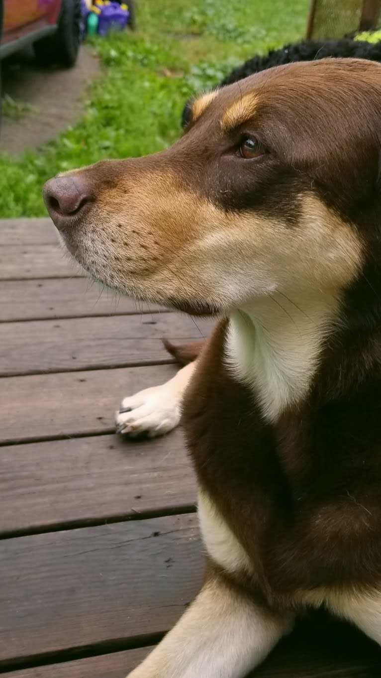 Kuemper, a Labrador Retriever and Golden Retriever mix tested with EmbarkVet.com