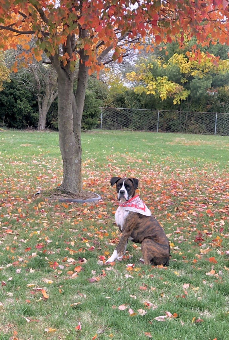 Balboa, a Boxer tested with EmbarkVet.com