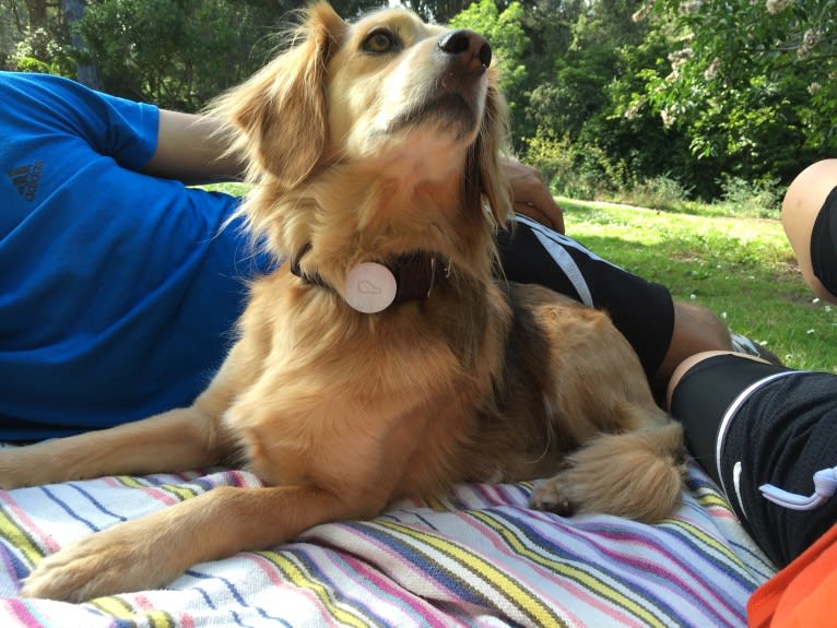 Wolfe, a Cocker Spaniel and Mountain Cur mix tested with EmbarkVet.com