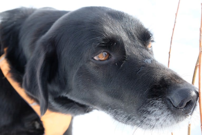 Riley, a Weimaraner and Labrador Retriever mix tested with EmbarkVet.com