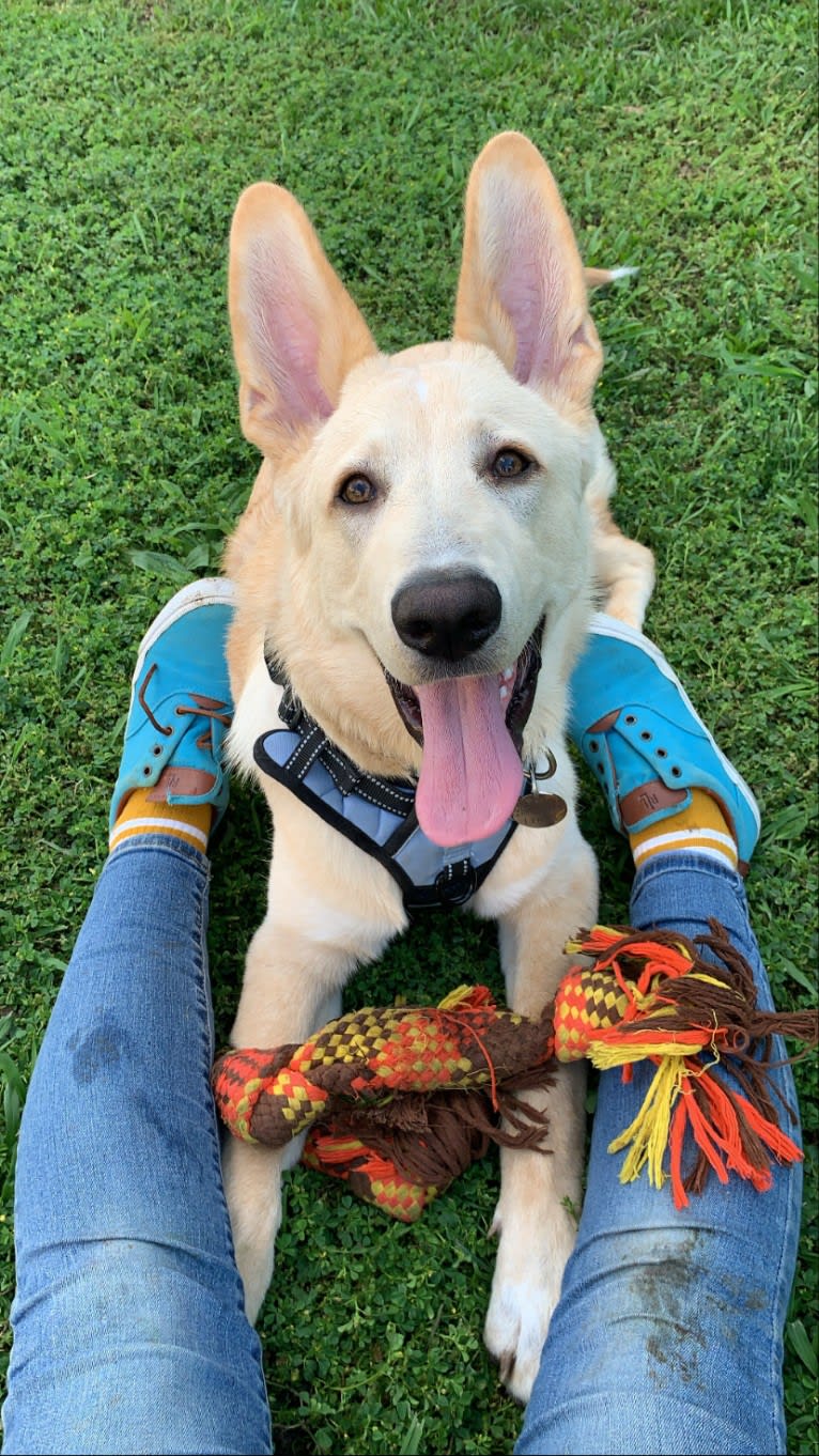 Linus, a German Shepherd Dog and Great Pyrenees mix tested with EmbarkVet.com