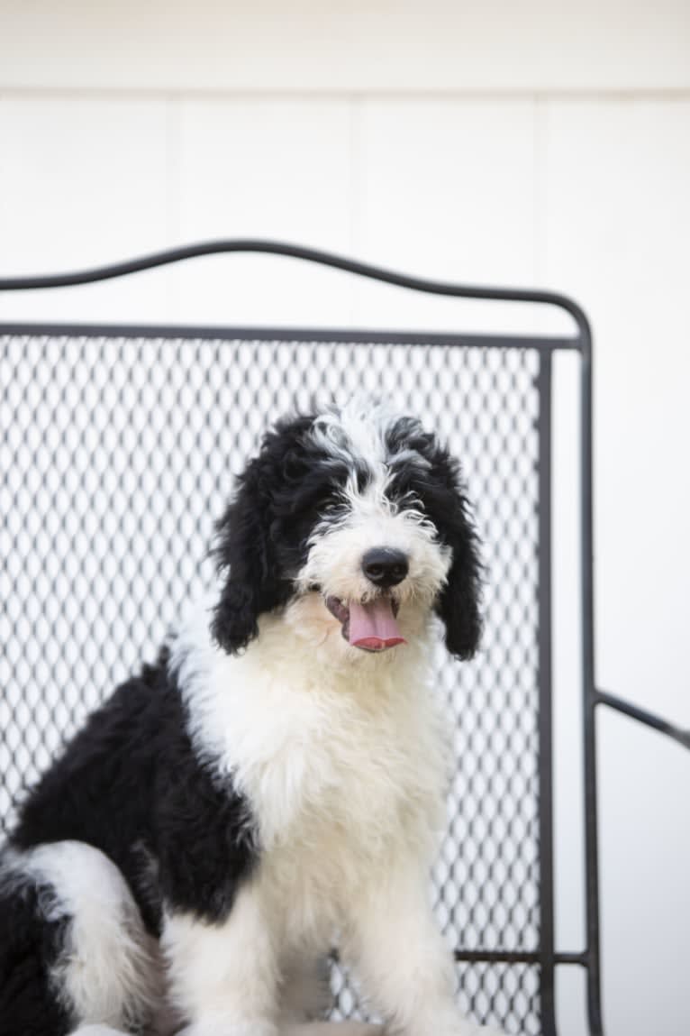 George, a Bernedoodle tested with EmbarkVet.com