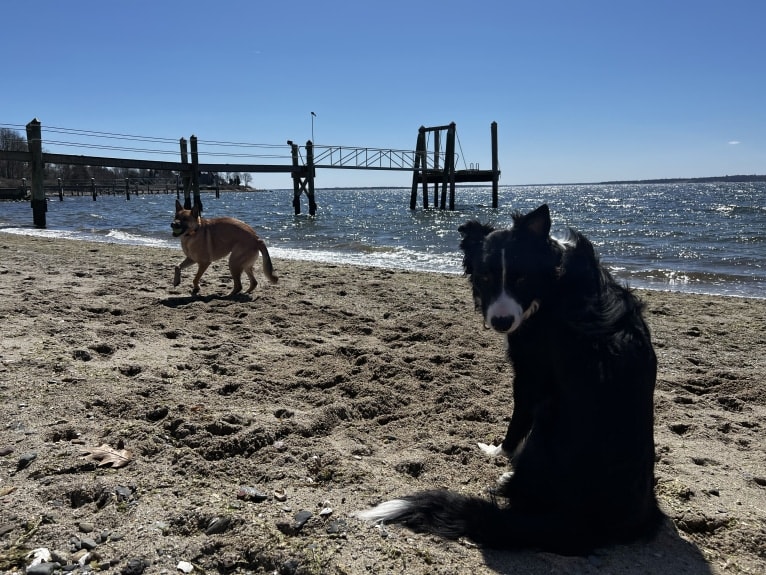 DDF Arlo, a Border Collie tested with EmbarkVet.com