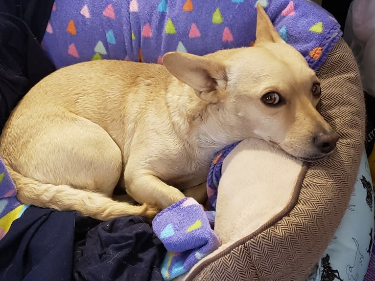Swivel, a Chihuahua and Poodle (Small) mix tested with EmbarkVet.com