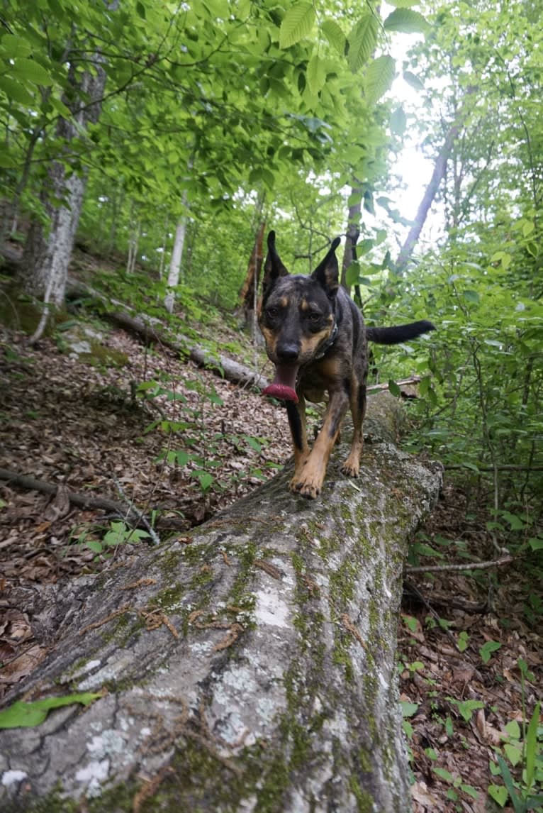 Rhett, a Catahoula Leopard Dog and Siberian Husky mix tested with EmbarkVet.com