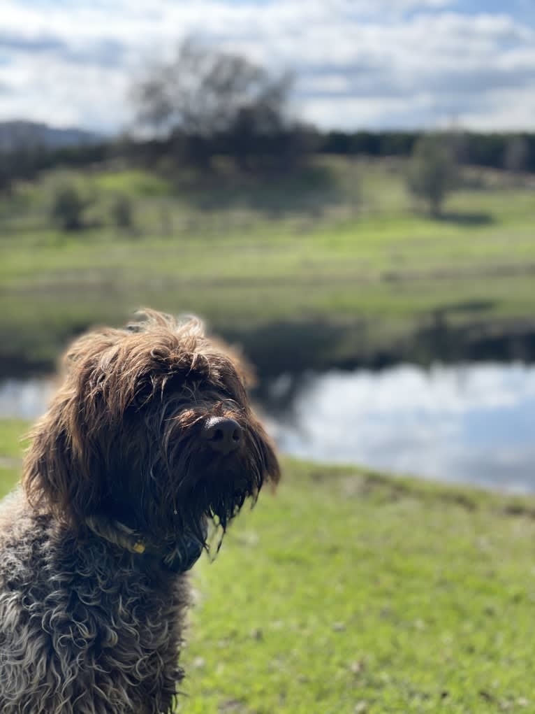 Hankster the Gangster, a Wirehaired Pointing Griffon tested with EmbarkVet.com