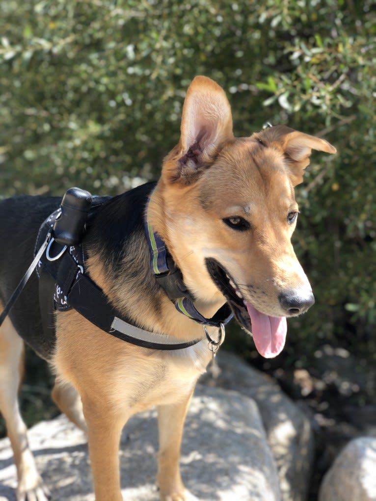 Shainee, a German Shepherd Dog and Australian Cattle Dog mix tested with EmbarkVet.com