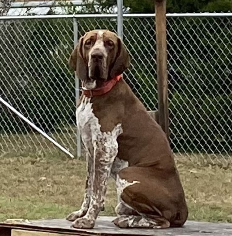 RIVERBEND’S DI BELL’ASPETTO  MIRTILLO, a Bracco Italiano tested with EmbarkVet.com