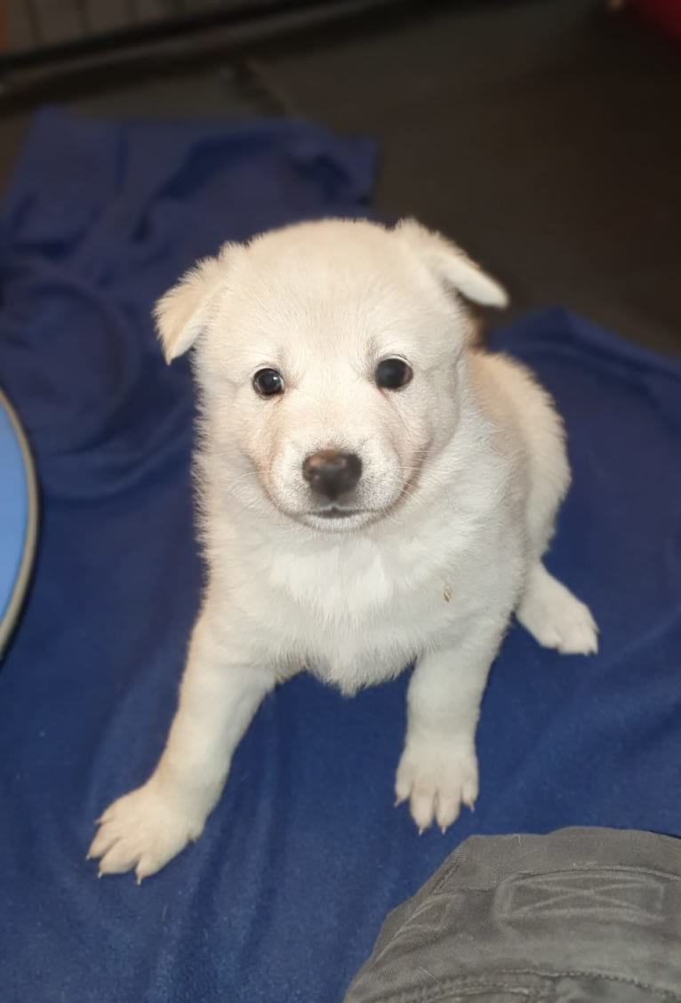 Mallow, a Canaan Dog tested with EmbarkVet.com