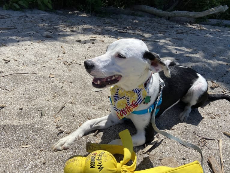 Frankie, an Australian Cattle Dog and American Pit Bull Terrier mix tested with EmbarkVet.com