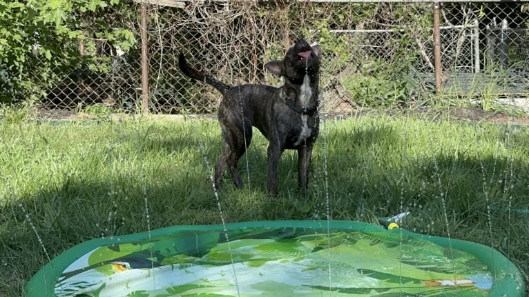 Lyra, an American Bully and Plott mix tested with EmbarkVet.com