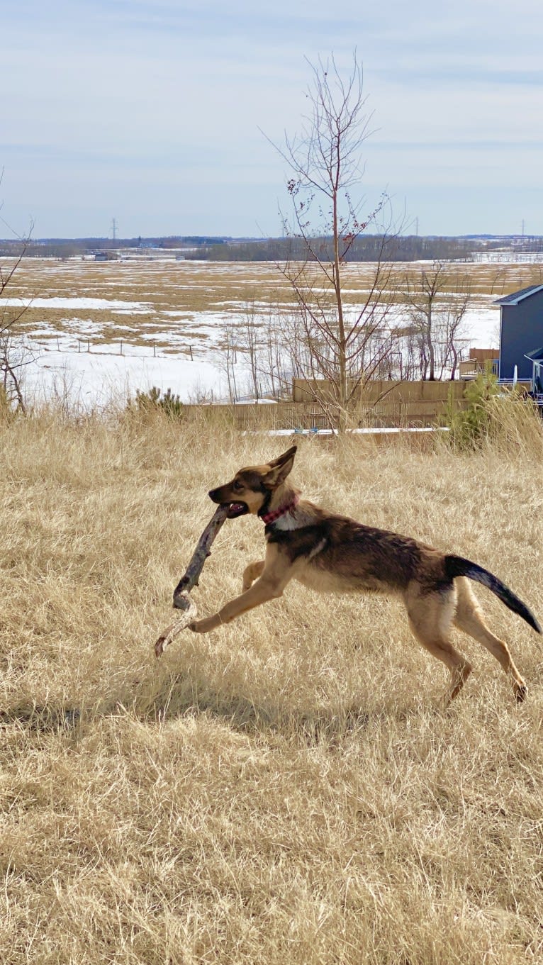 Alemã, a German Shepherd Dog and Australian Cattle Dog mix tested with EmbarkVet.com