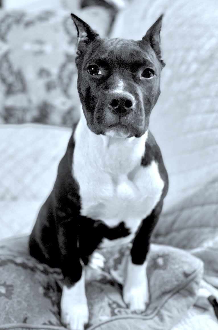 Dratini, an American Staffordshire Terrier tested with EmbarkVet.com