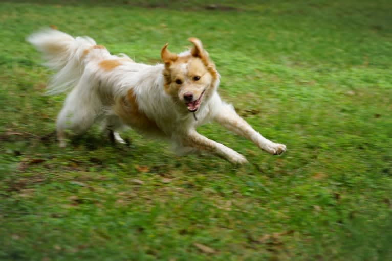 Wendy, a Great Pyrenees and American Pit Bull Terrier mix tested with EmbarkVet.com