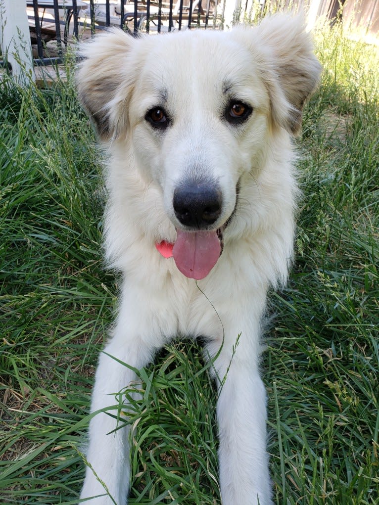 Everest, a Great Pyrenees tested with EmbarkVet.com