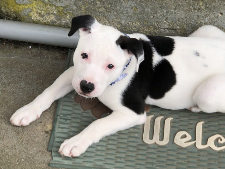 Kai, an American Pit Bull Terrier and American Staffordshire Terrier mix tested with EmbarkVet.com