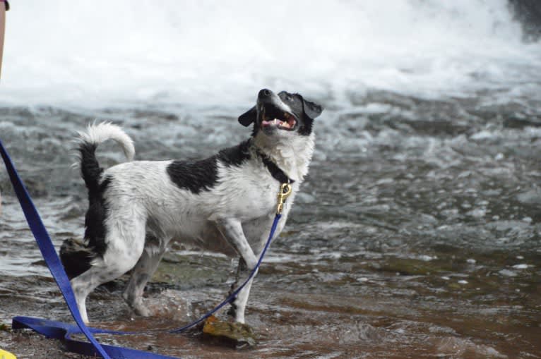 Jack, a Russell-type Terrier and Mountain Cur mix tested with EmbarkVet.com