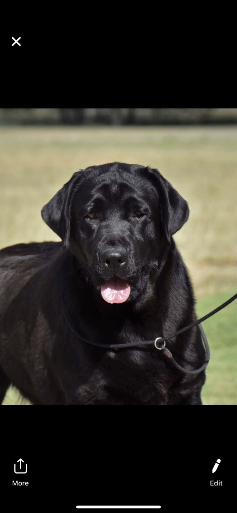 Digit, a Labrador Retriever tested with EmbarkVet.com