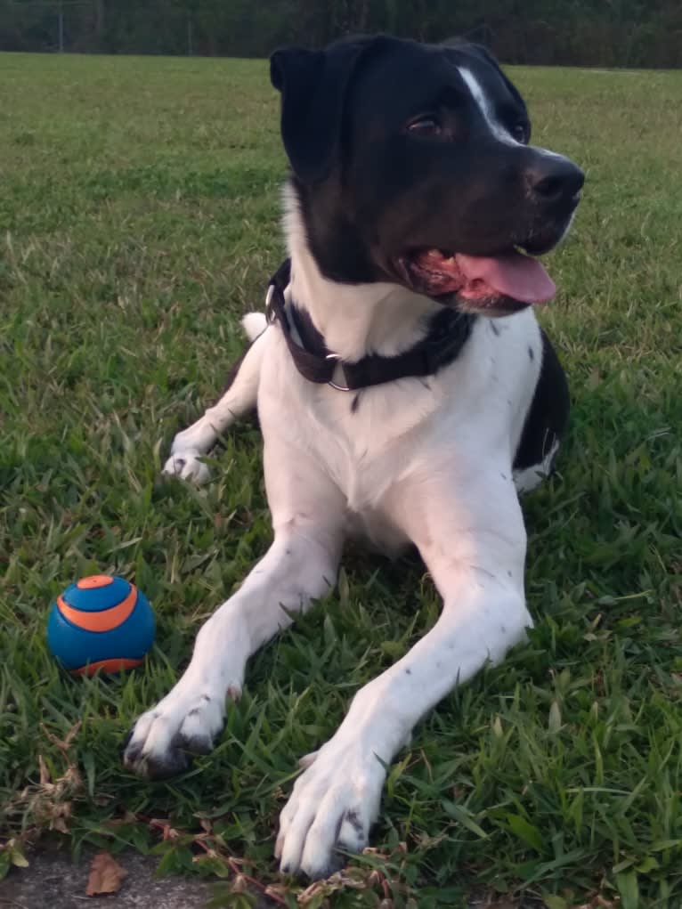 PATIENCE, a Labrador Retriever and American Pit Bull Terrier mix tested with EmbarkVet.com