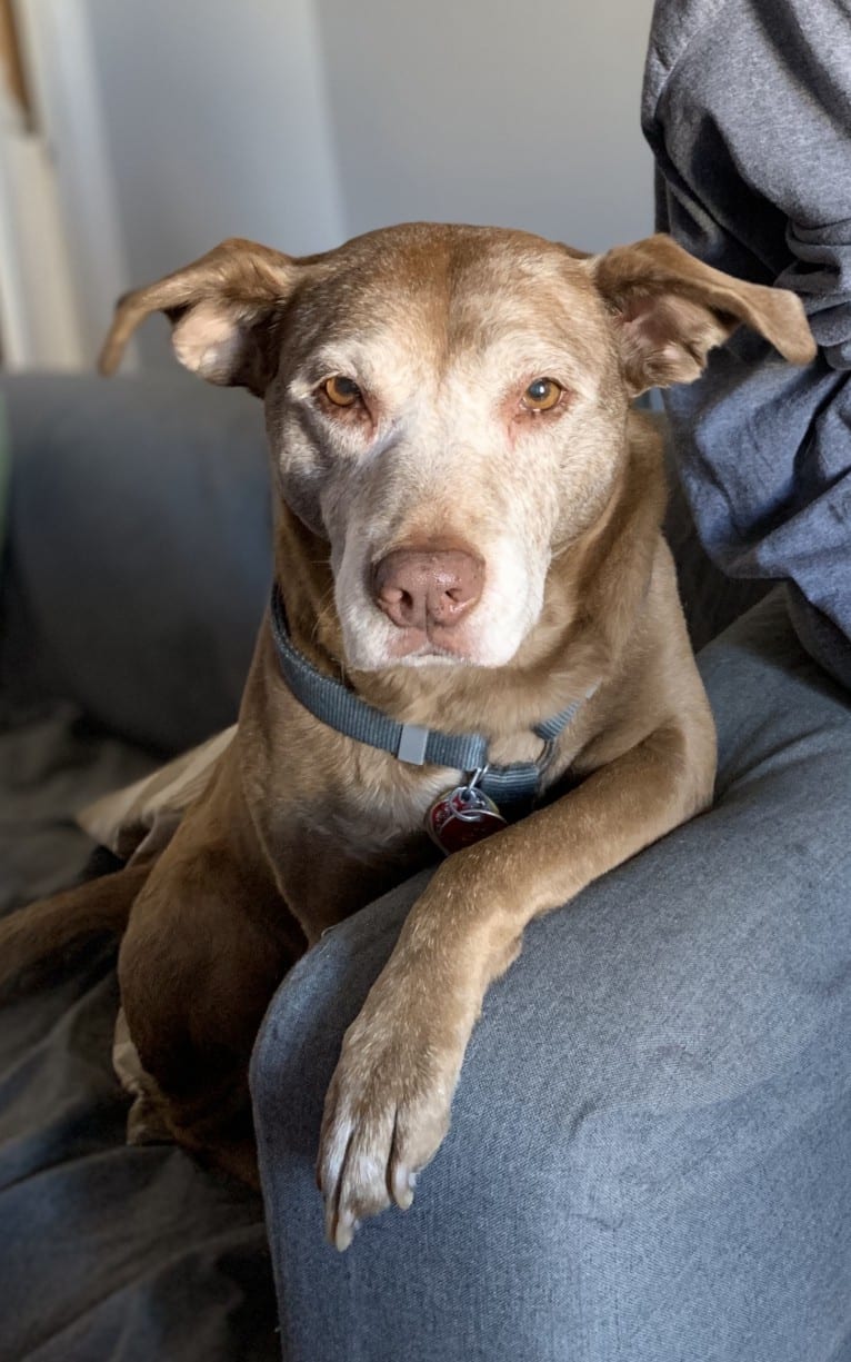 Copper, an American Pit Bull Terrier and Australian Cattle Dog mix tested with EmbarkVet.com