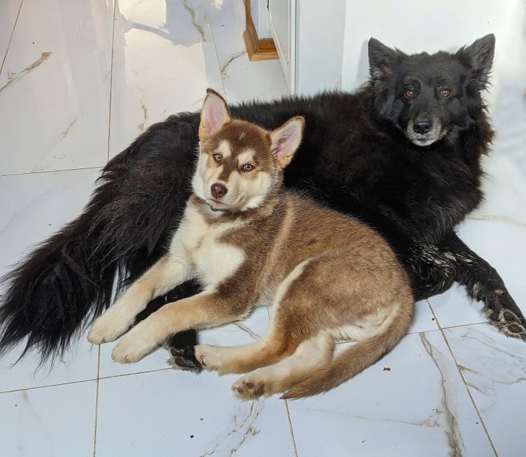 Gambit, a Siberian Husky and Australian Shepherd mix tested with EmbarkVet.com