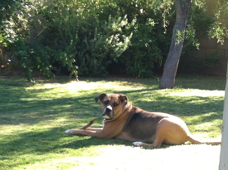 Jackson, an Australian Shepherd and American Pit Bull Terrier mix tested with EmbarkVet.com