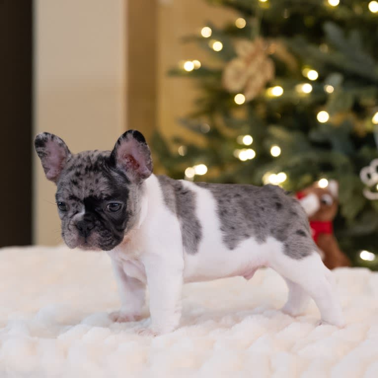 Macho, a French Bulldog tested with EmbarkVet.com