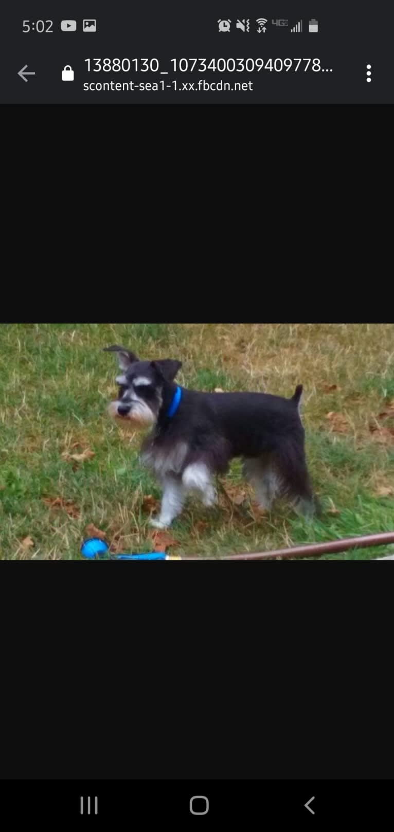 Sawyer, a Miniature Schnauzer tested with EmbarkVet.com