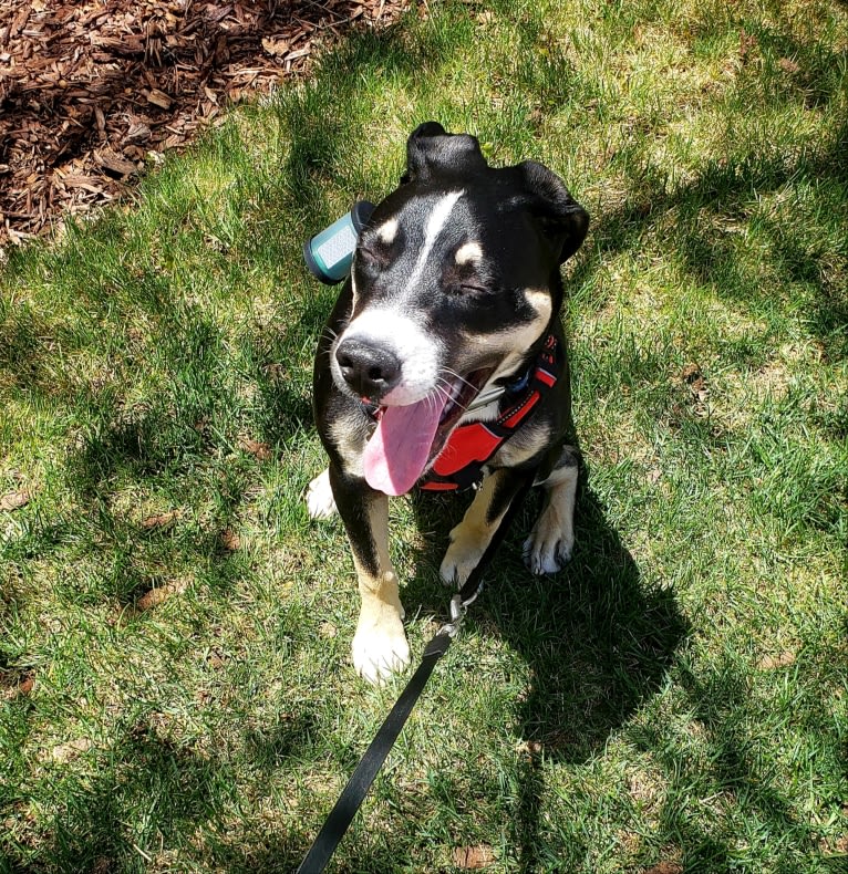 Loki, an American Pit Bull Terrier and German Shepherd Dog mix tested with EmbarkVet.com