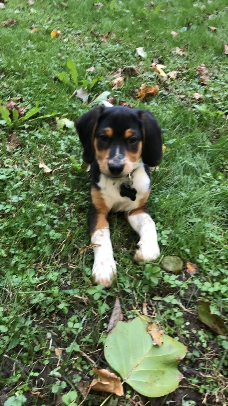 Rooney, a Beagle and Labrador Retriever mix tested with EmbarkVet.com