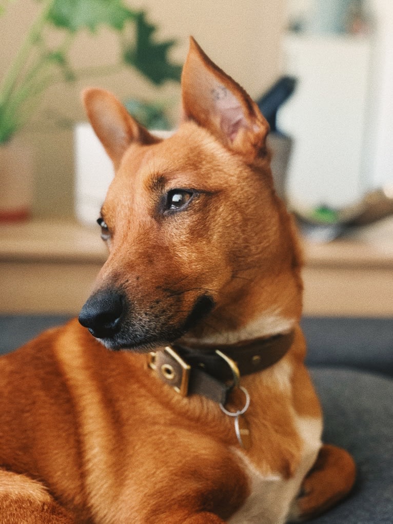 Pepper, a Russell-type Terrier and Australian Cattle Dog mix tested with EmbarkVet.com