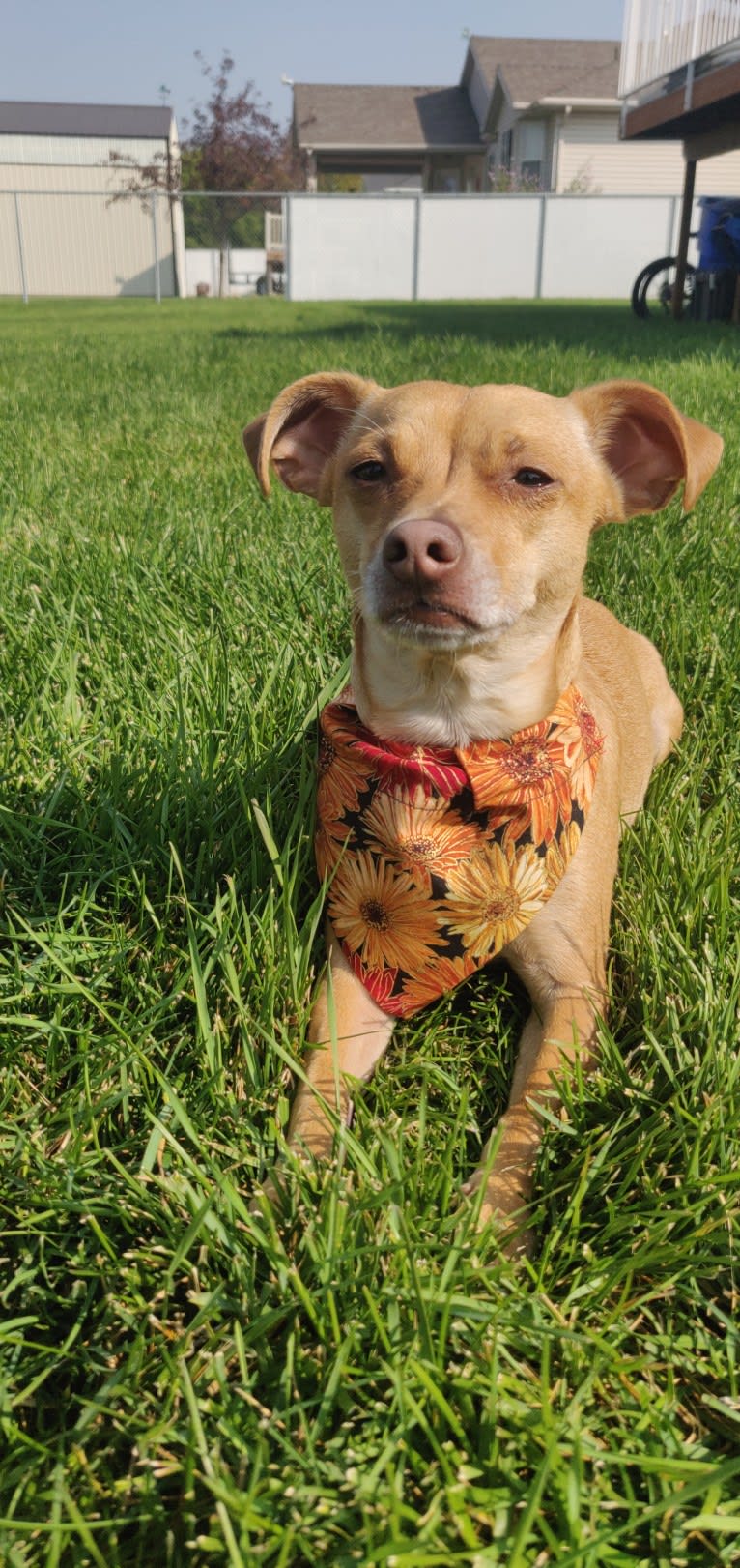 Ody, a Chihuahua and Rat Terrier mix tested with EmbarkVet.com