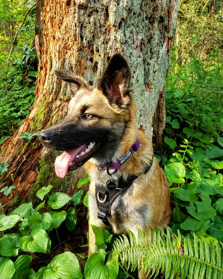 Lucy, a Formosan Mountain Dog tested with EmbarkVet.com