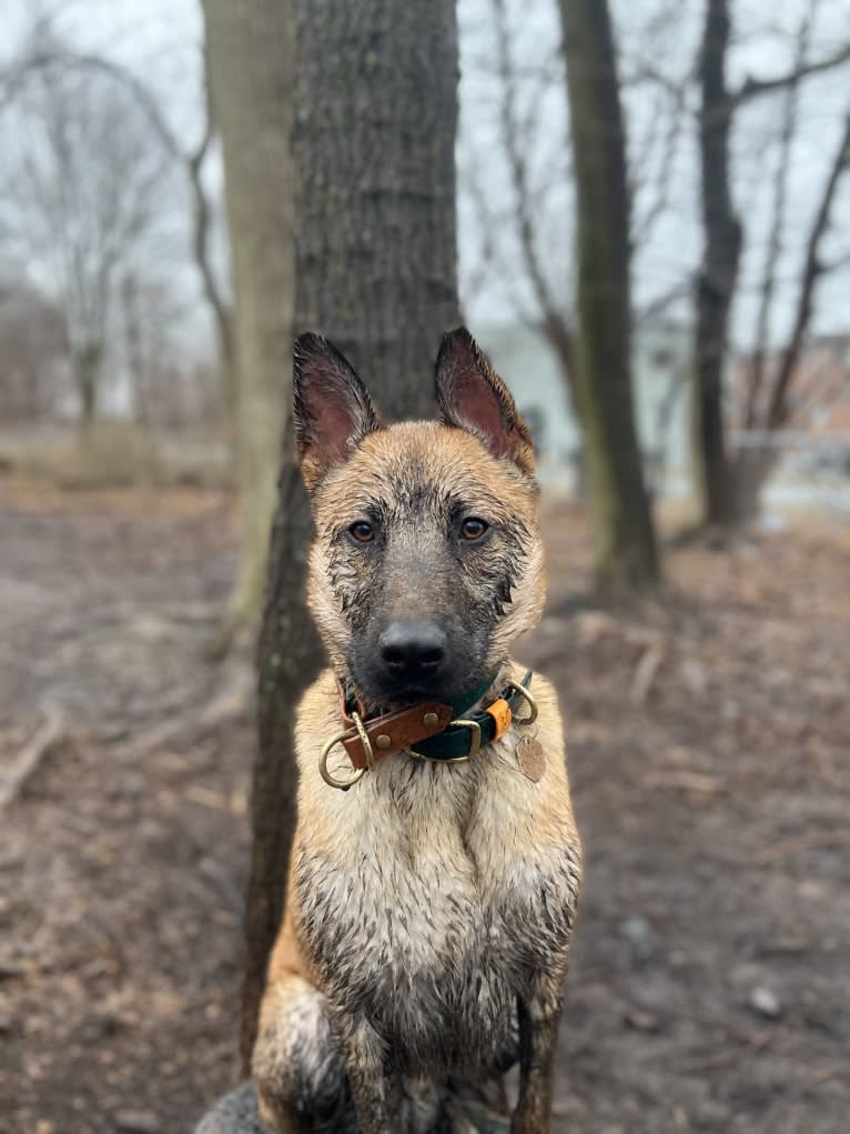 Everhett, a German Shepherd Dog and Australian Cattle Dog mix tested with EmbarkVet.com