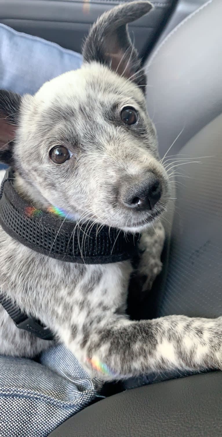 Willow, an Australian Cattle Dog tested with EmbarkVet.com