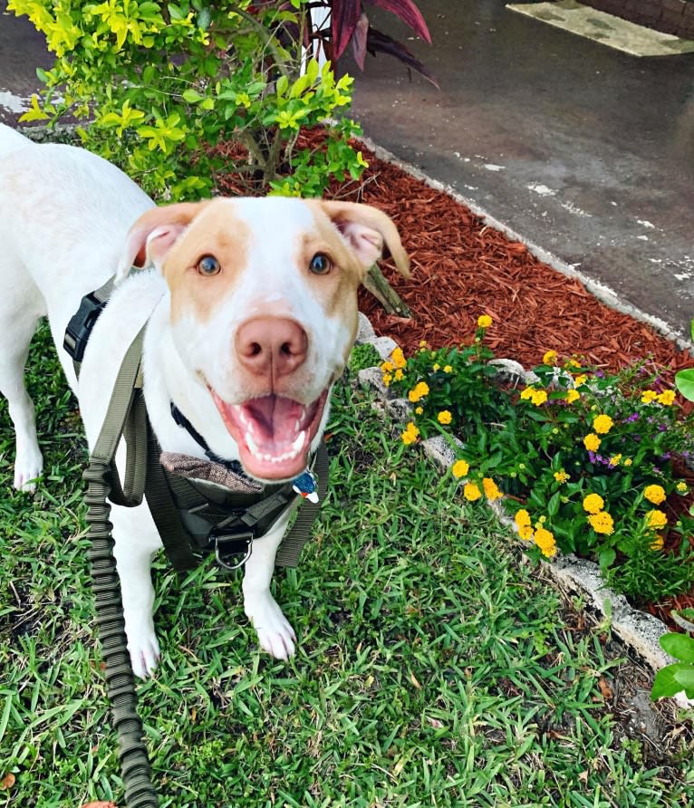 Casper, an American Pit Bull Terrier and Labrador Retriever mix tested with EmbarkVet.com