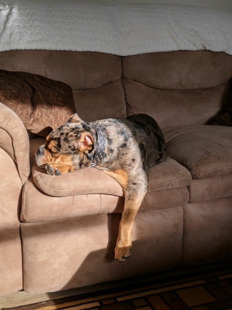 Vinny, an Olde English Bulldogge tested with EmbarkVet.com