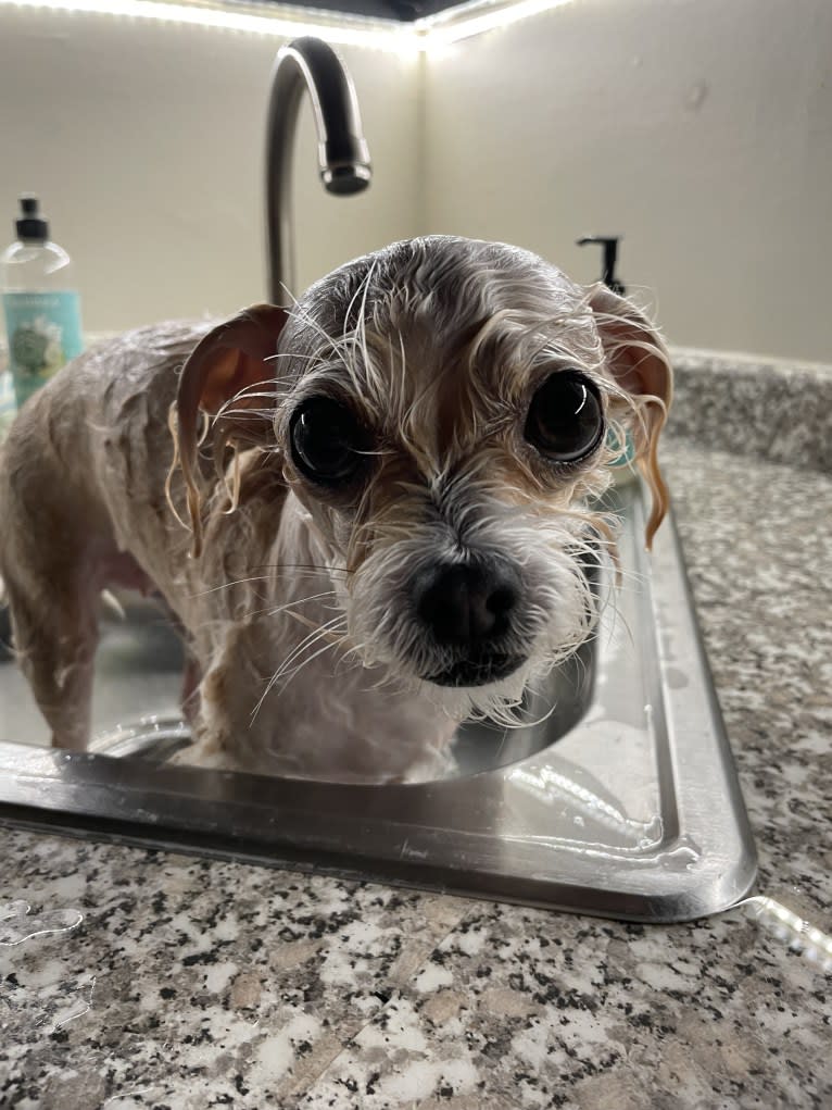 Cannoli, a Chihuahua and Lhasa Apso mix tested with EmbarkVet.com