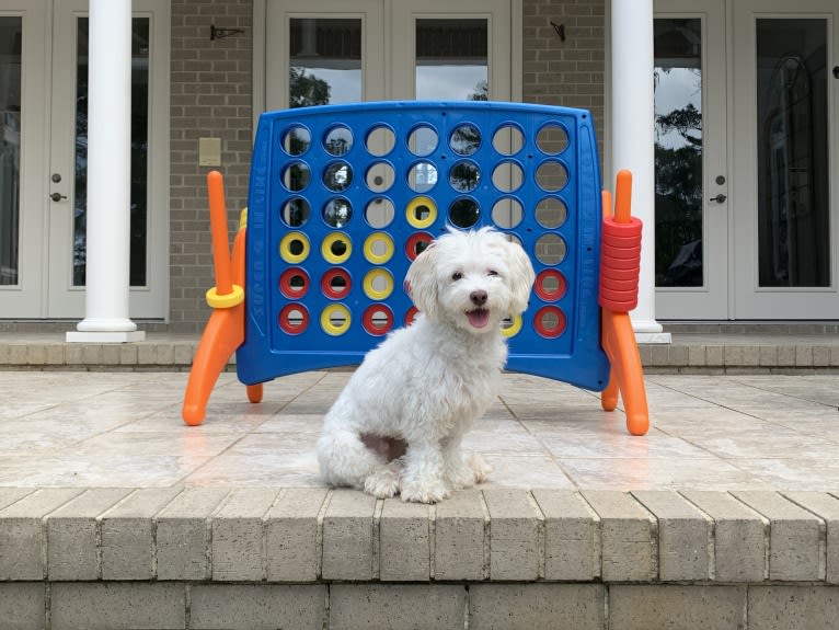 koji, a Poodle (Small) and Chihuahua mix tested with EmbarkVet.com