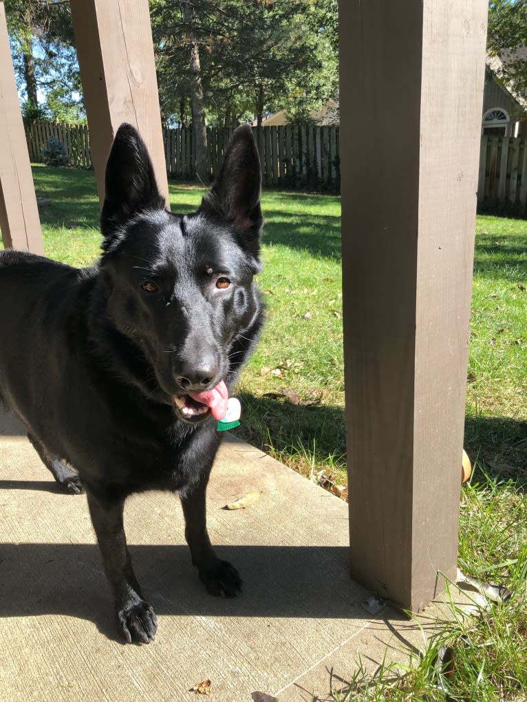 Ramona, a German Shepherd Dog tested with EmbarkVet.com