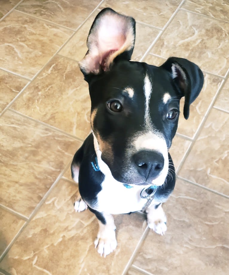 Loki, an American Pit Bull Terrier and German Shepherd Dog mix tested with EmbarkVet.com