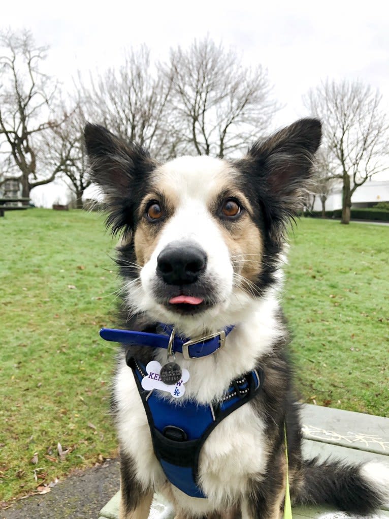 Kershaw, a Border Collie and Australian Cattle Dog mix tested with EmbarkVet.com