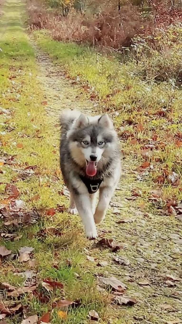 LUNA, a Pomsky tested with EmbarkVet.com