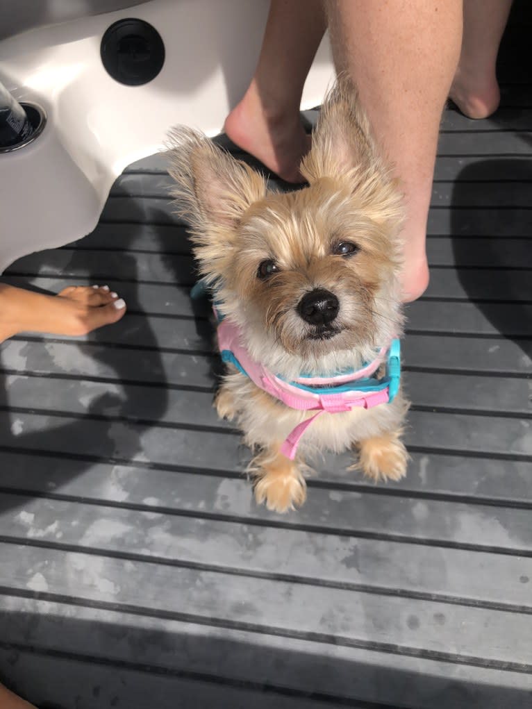 Molly, a Yorkshire Terrier and Cairn Terrier mix tested with EmbarkVet.com