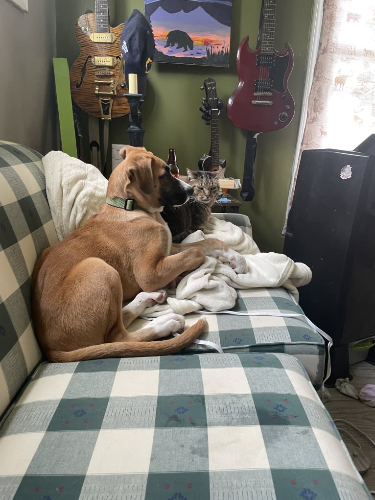 Sawyer, a Boxer and Great Pyrenees mix tested with EmbarkVet.com