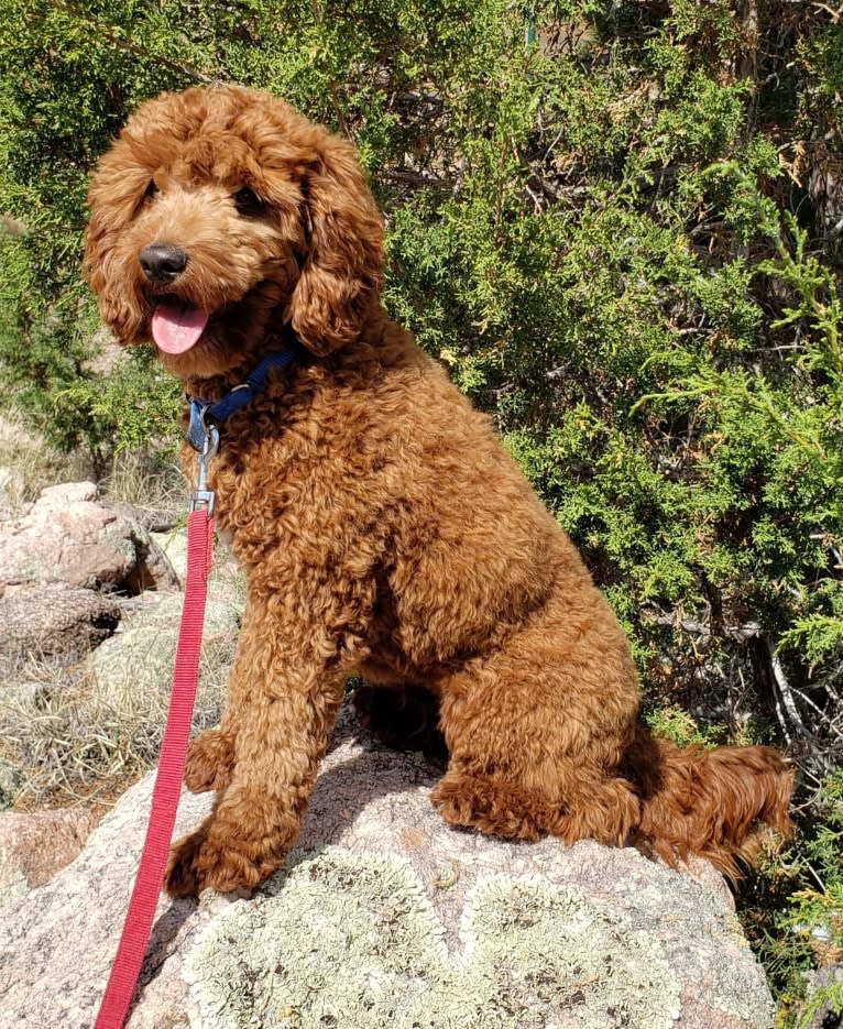 MERRY, a Cockapoo tested with EmbarkVet.com