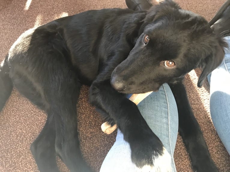 Care Bear Ross, a Labrador Retriever and Australian Cattle Dog mix tested with EmbarkVet.com