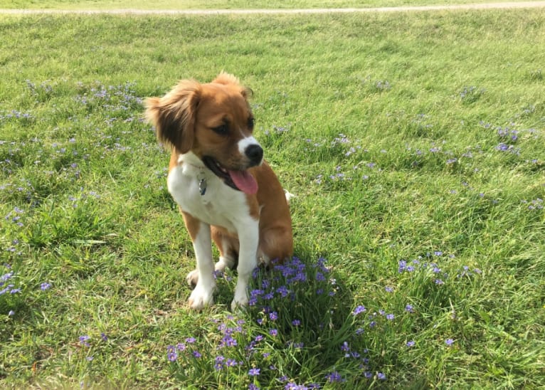 Maddie, a Boxer and Cocker Spaniel mix tested with EmbarkVet.com