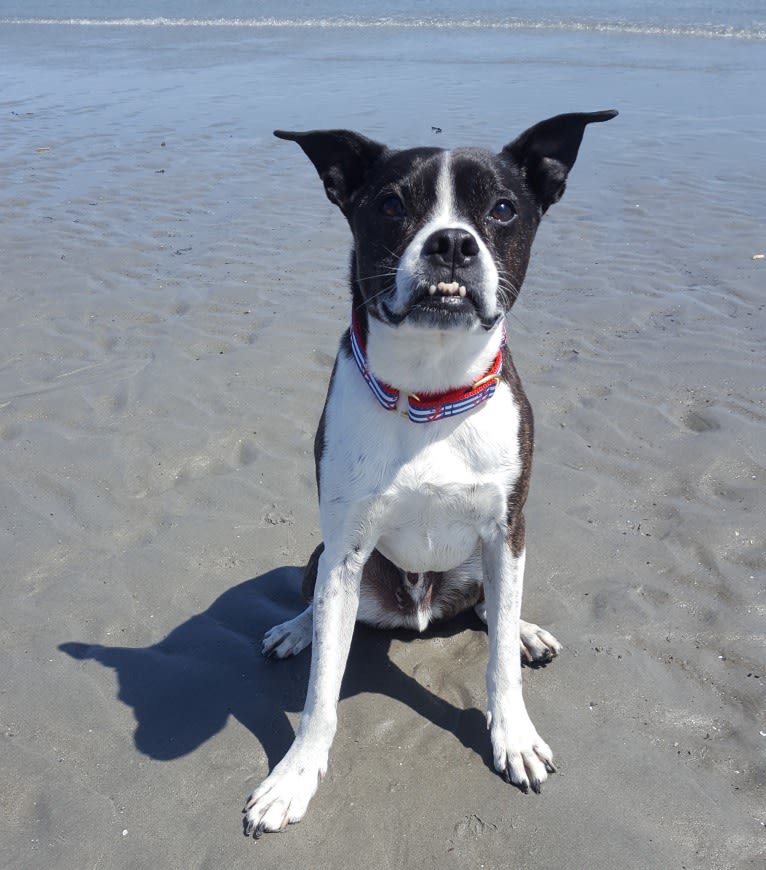 Louie Bean, a Boston Terrier and Rat Terrier mix tested with EmbarkVet.com